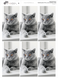 45x90 mm VASALHATÓ FOTÓCÍMKE (6 db)